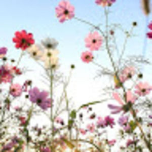 Meet your Posher, Josefa